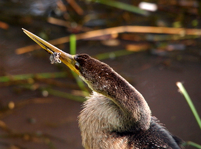 [Close view of the anhinga's head and bill as seen from the back left side. There is a bunched wire sticking out of the side of her bill.]